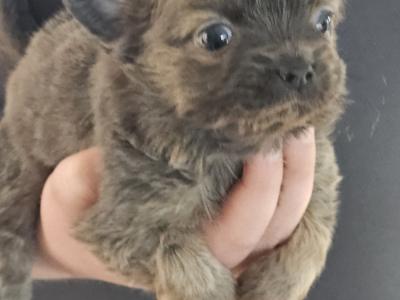 IKC Registered(pending) Chihuahua puppies in Clare ⭐️