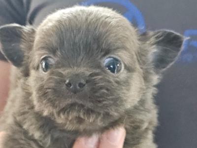 IKC Registered(pending) Chihuahua puppies in Clare ⭐️