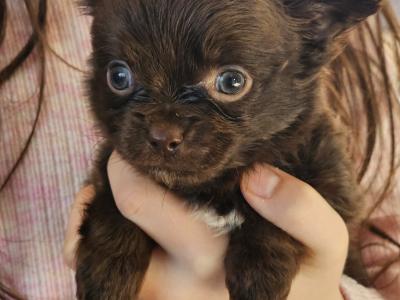 IKC Registered(pending) Chihuahua puppies in Clare ⭐️