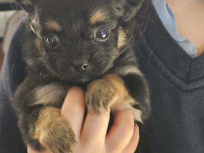 IKC Registered(pending) Chihuahua puppies in Clare ⭐️