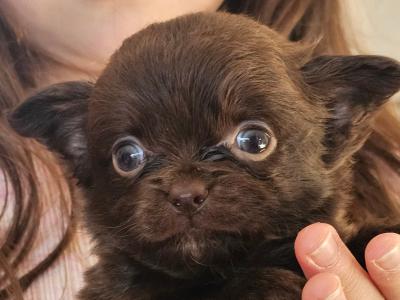 IKC Registered(pending) Chihuahua puppies in Clare ⭐️