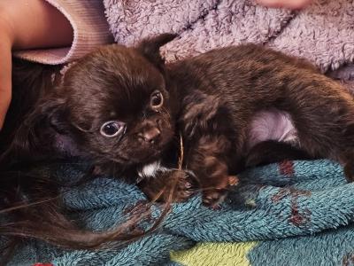 IKC Registered(pending) Chihuahua puppies in Clare ⭐️