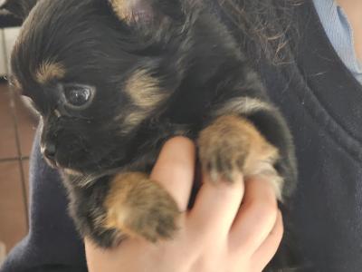 IKC Registered(pending) Chihuahua puppies in Clare ⭐️