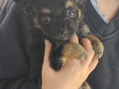 IKC Registered(pending) Chihuahua puppies in Clare ⭐️