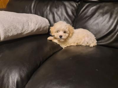 Poochon puppies in Clare