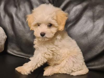 Poochon puppies in Clare