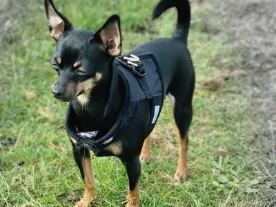 IKC Registered Miniature Russian toy Terrier for stud