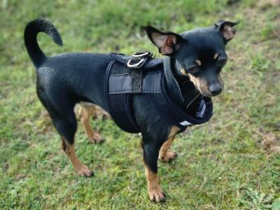 IKC Registered Miniature Russian toy Terrier for stud