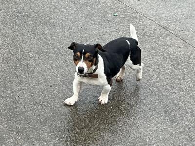 1 male Corgi x Jack Russell puppy in Cork