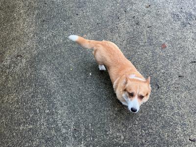 1 male Corgi x Jack Russell puppy in Cork