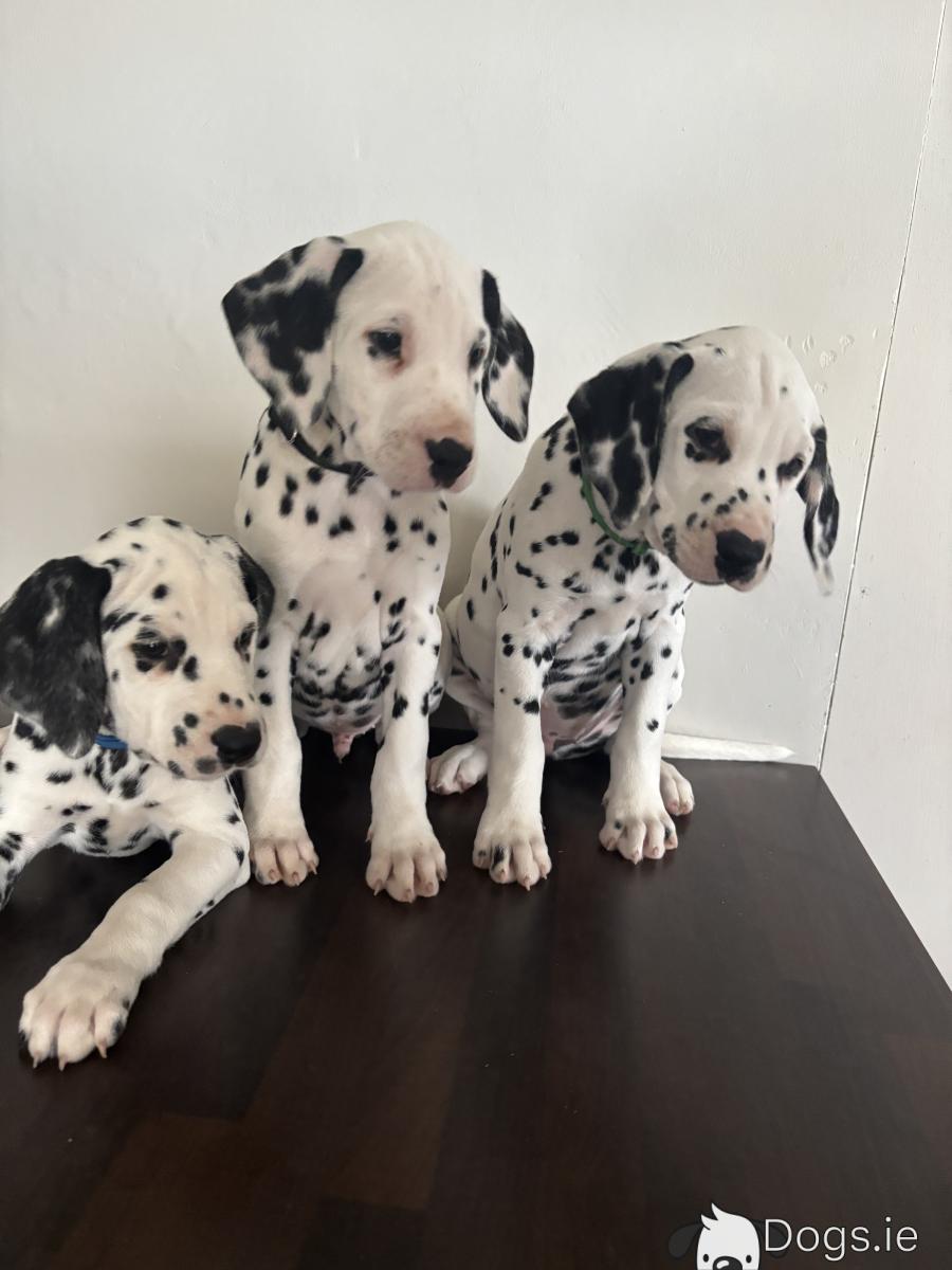 Beautiful Dalmatian puppies fully IKC Registered for sale in Westmeath