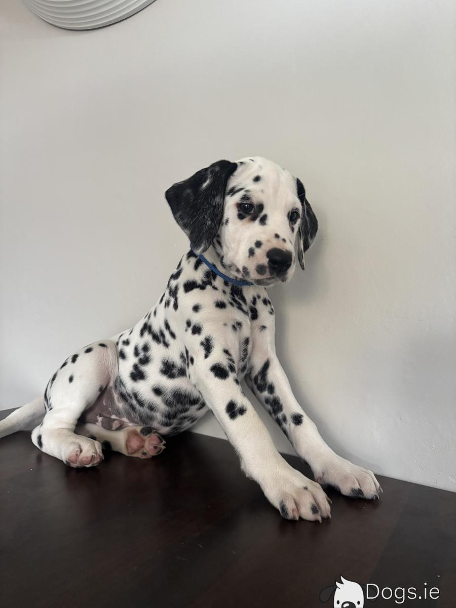 Beautiful Male Dalmatian Pup IKC Registered
