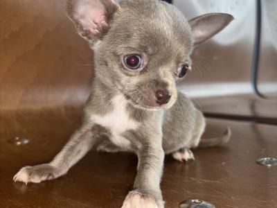 30/10/25 One Males chihuahua available
