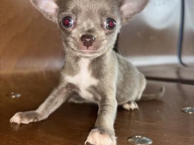 30/10/25 One Males chihuahua available