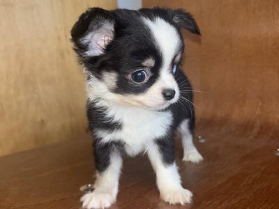 30/10/25 One Males chihuahua available