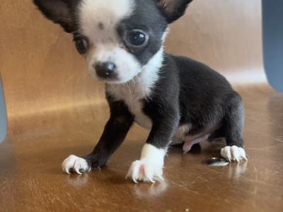 30/10/25 One Males chihuahua available
