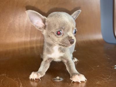 30/10/25 One Males chihuahua available