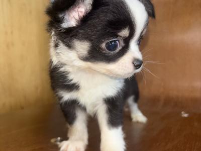 30/10/25 One Males chihuahua available
