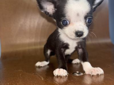 30/10/25 One Males chihuahua available