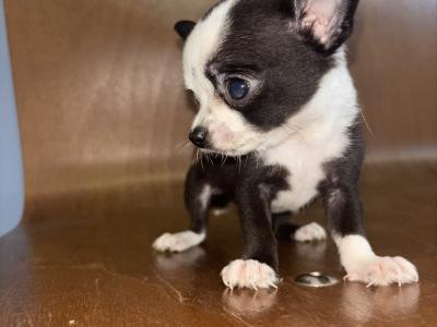 30/10/25 One Males chihuahua available