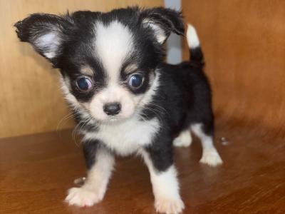 30/10/25 One Males chihuahua available