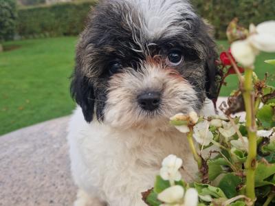 Cuddly "Teddy Bear" Shih Tzu x Bichon Frise: aka Shichon in Wexford