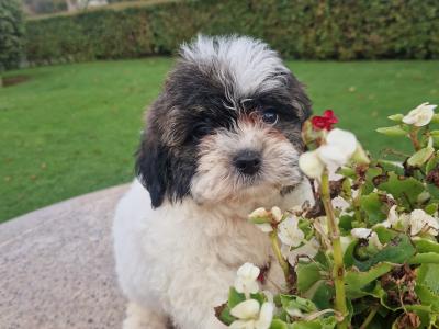 Cuddly "Teddy Bear" Shih Tzu x Bichon Frise: aka Shichon in Wexford