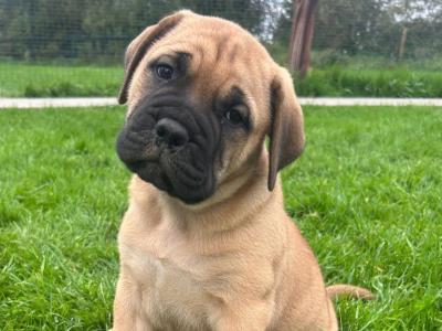 IKC Registered(pending) Bullmastiff puppies in Westmeath