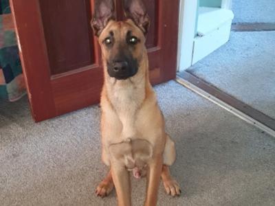 1 year old male Belgian Shepherd puppy in Galway