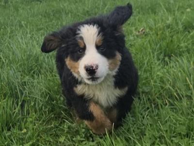 IKC Registered Pedigree Bernese Mountain Dog puppies for sale in Tipperary