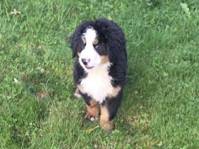 IKC Registered Pedigree Bernese Mountain Dog puppies for sale in Tipperary