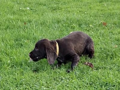 IKC Registerd Chocolate Cocker Spaniel puppies in Wexford. 2 months old
