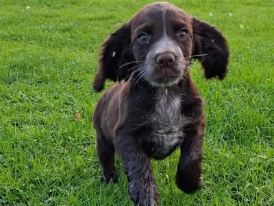IKC Registerd Chocolate Cocker Spaniel puppies in Wexford. 2 months old
