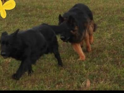 German Shepherd puppies in Wexford
