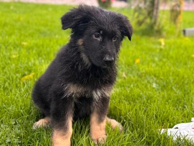 German Shepherd puppies in Wexford