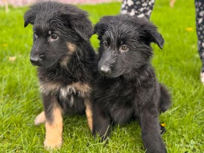 German Shepherd puppies in Wexford