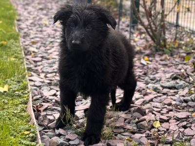 German Shepherd puppies in Wexford