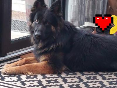 German Shepherd puppies in Wexford