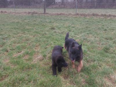 German Shepherd puppies in Wexford