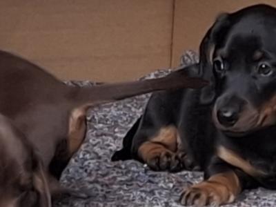 Dachshund puppies in Laois