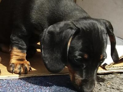 Dachshund puppies in Laois