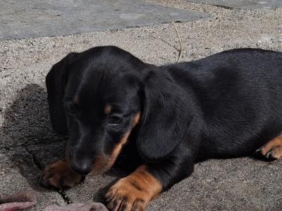 Dachshund puppies in Laois