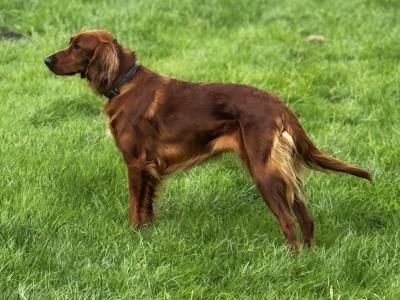 Irish Red Setter puppies