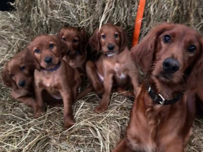 Irish Red Setter puppies