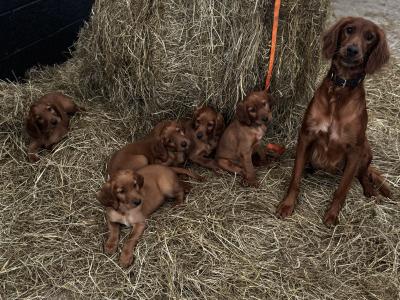 Irish Red Setter puppies