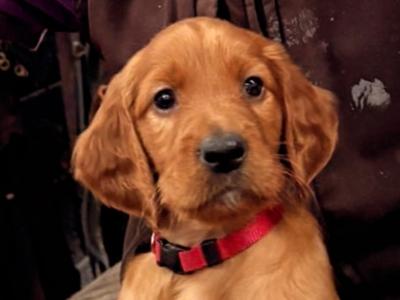 Irish Red Setter puppies in Antrim