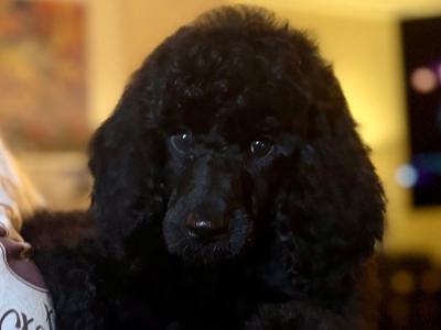 IKC Registered Standard  Poodle puppies in Donegal. Stunning females 💖Ready  😊