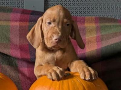 Hungarian Vizsla puppies in Down