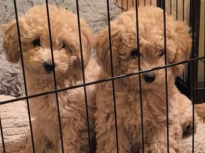 Beautiful Toy Poodle puppies for sale in Kerry-Update Black puppy sold.