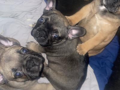 French Bulldog puppies for sale in Dublin ‼️🐶